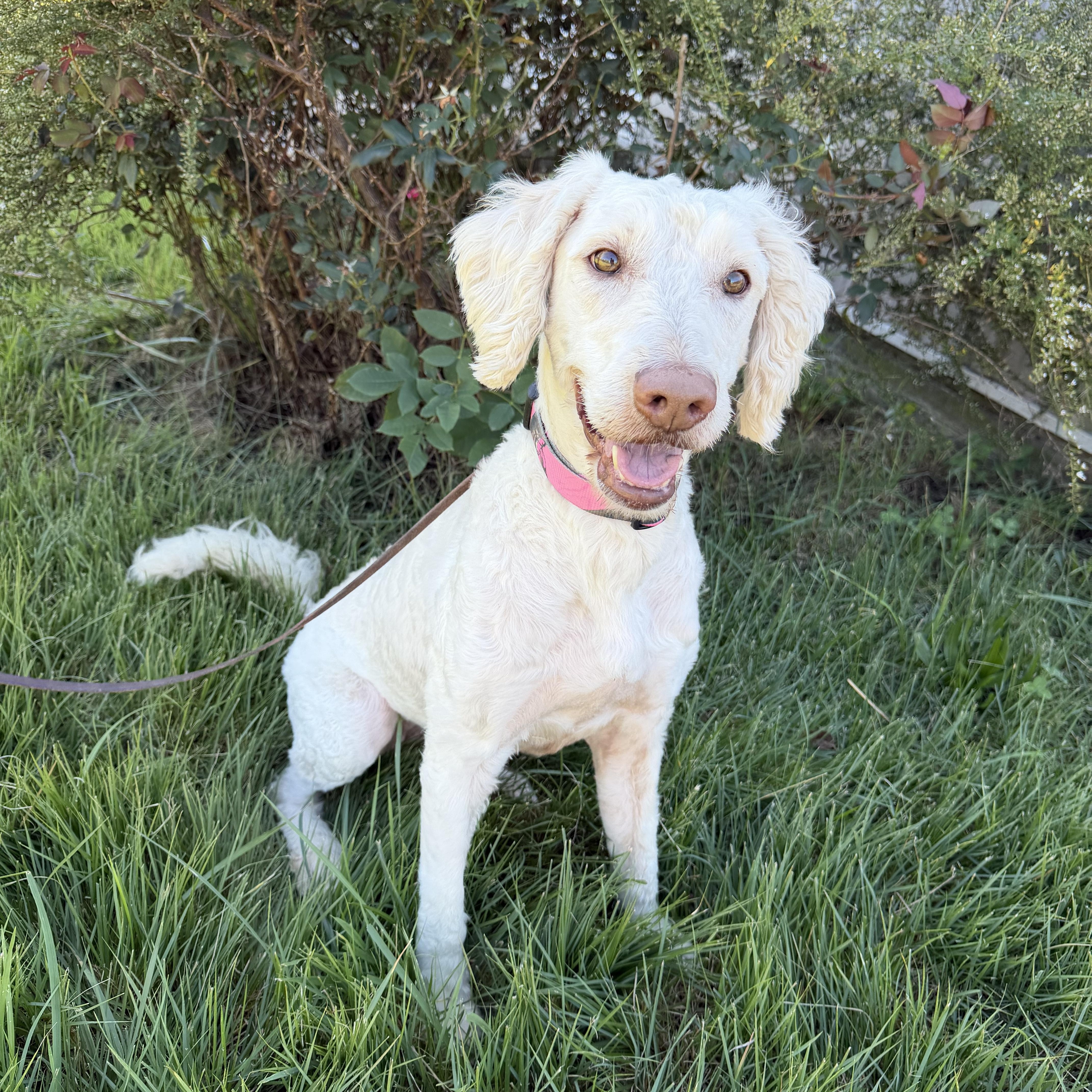 Enlarge Dixie, a Adoptable Goldendoodle in High Ridge, MO image 1/4