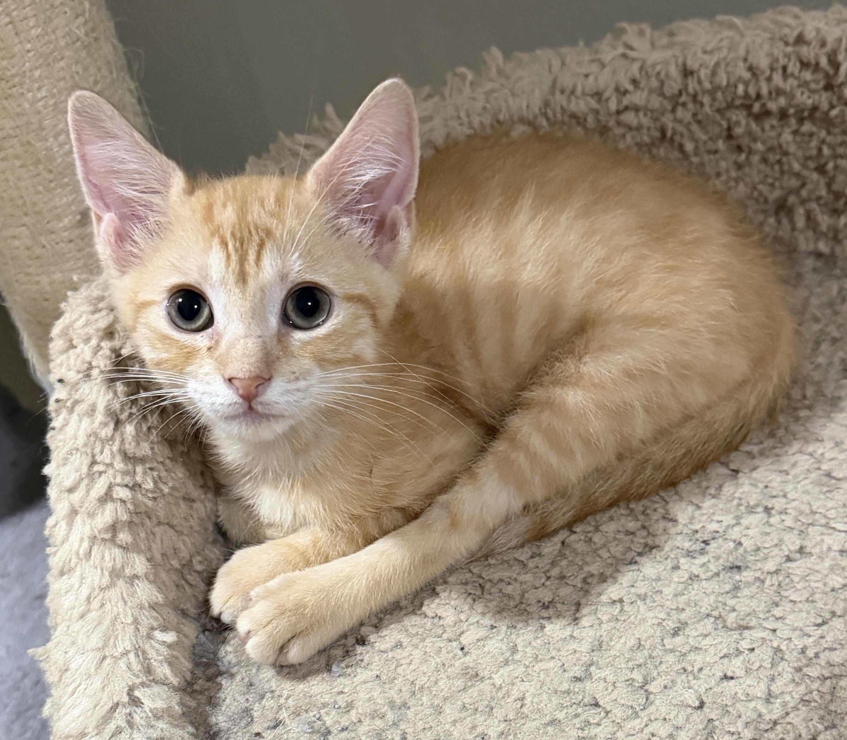 Blaze, ADOPTABLE, Kitten Male Domestic Short Hair.