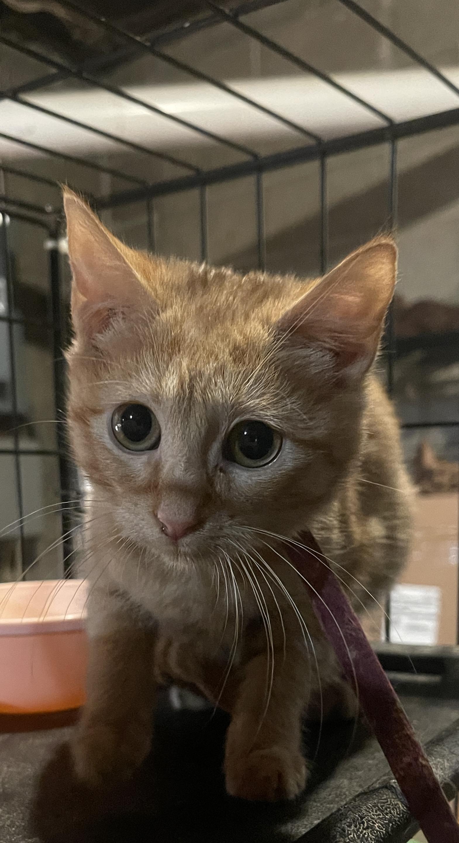 Enlarge Rune, a Adoptable Domestic Short Hair in Bainbridge, PA image 1/1