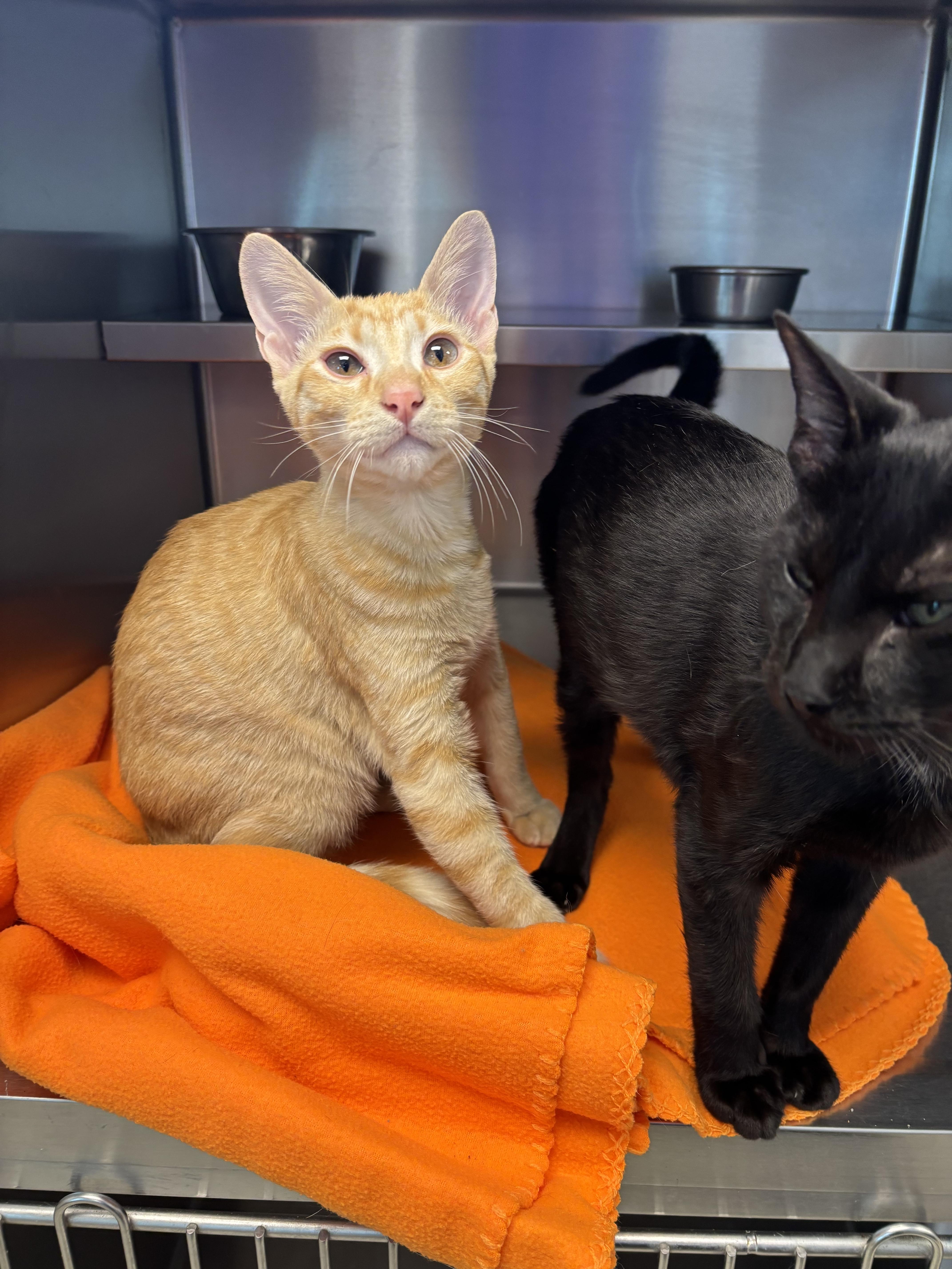 Enlarge Brennan, a ADOPTABLE Domestic Short Hair in Liberty, MO image 3/6