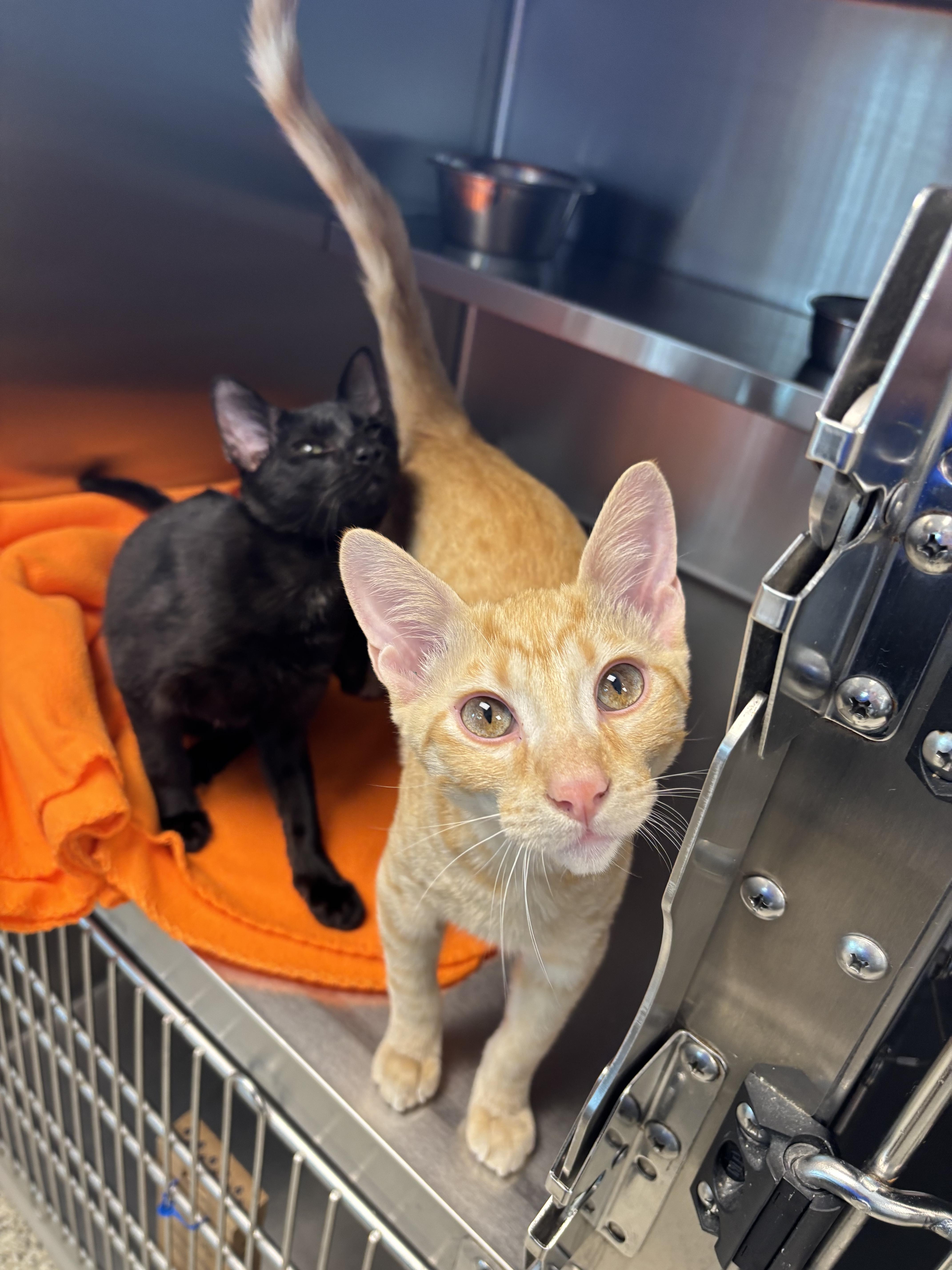Enlarge Brennan, a ADOPTABLE Domestic Short Hair in Liberty, MO image 6/6