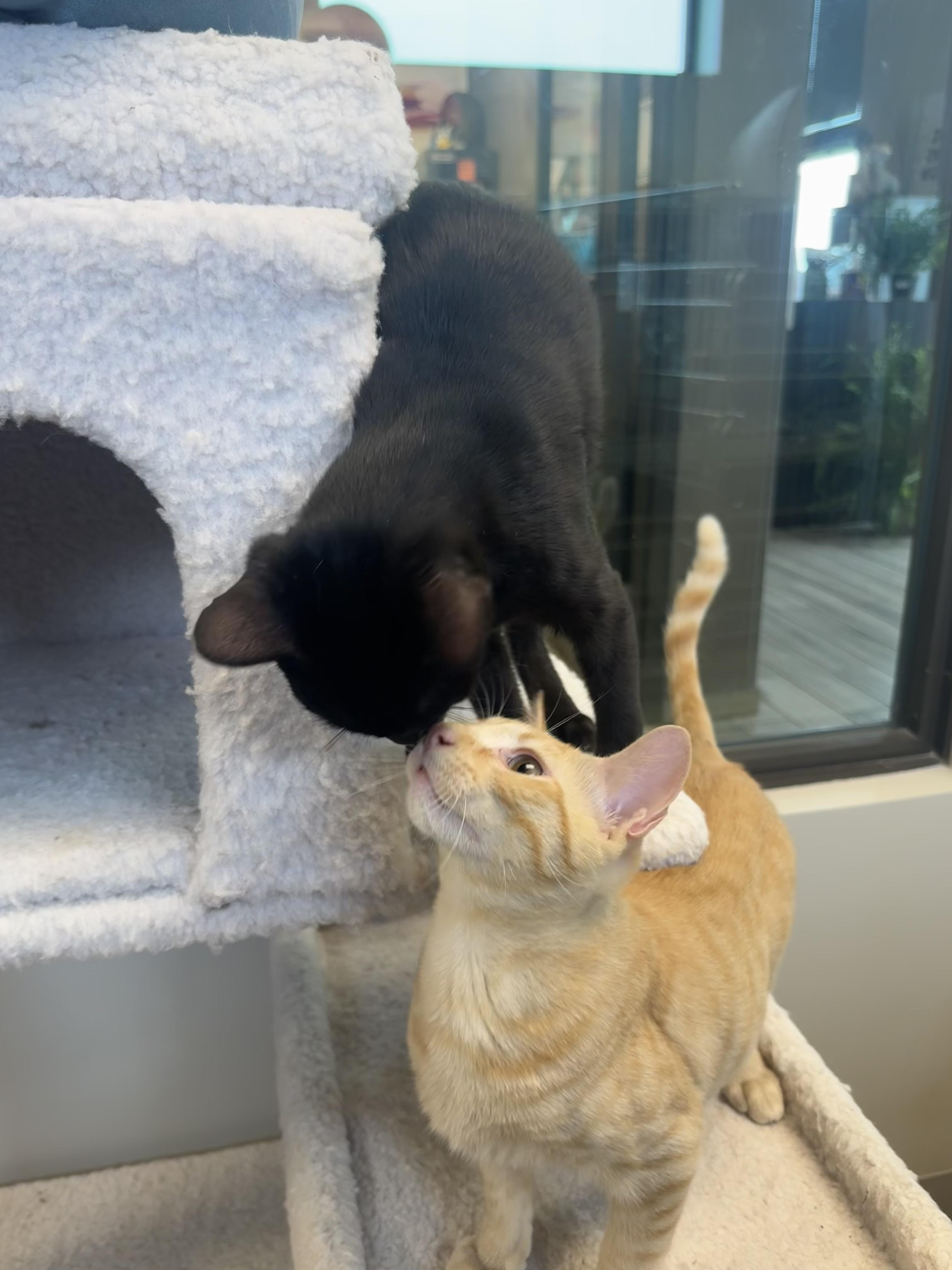Enlarge Brennan, a ADOPTABLE Domestic Short Hair in Liberty, MO image 4/6