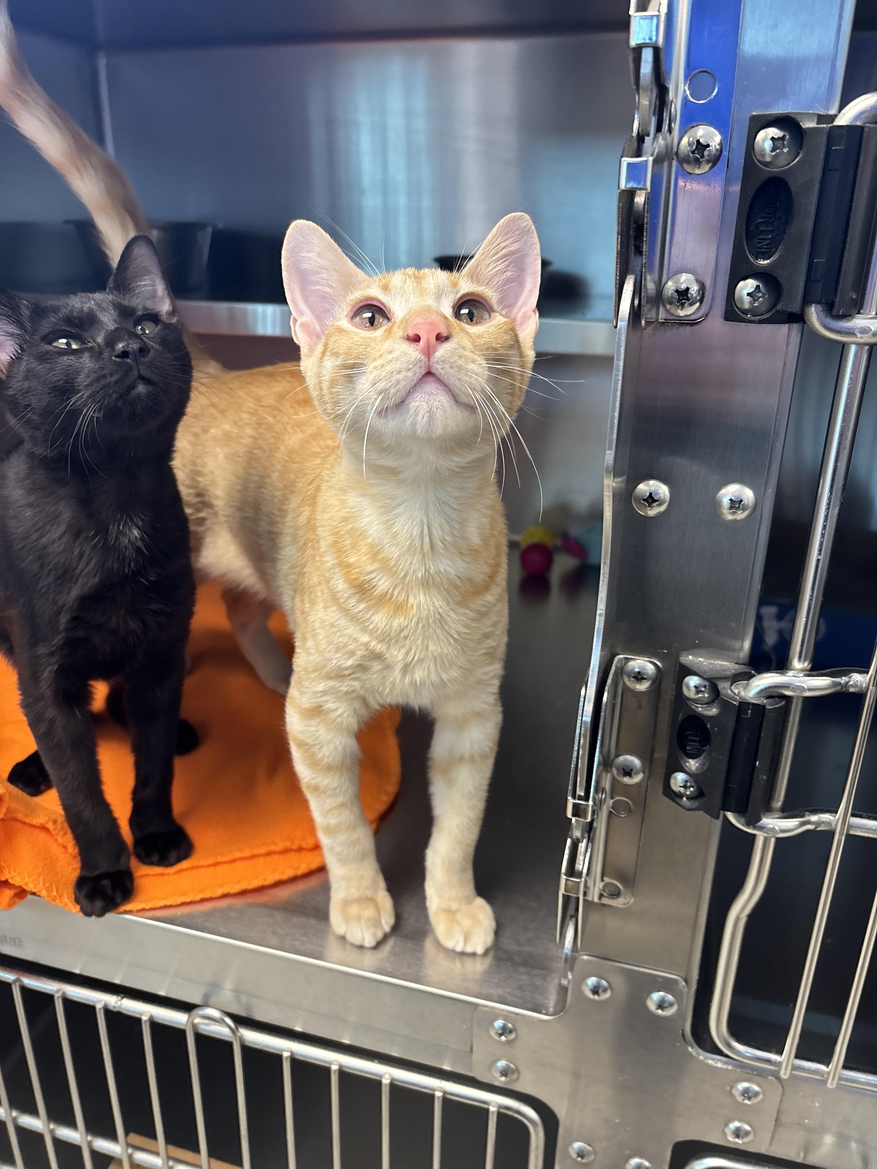 Enlarge Brennan, a ADOPTABLE Domestic Short Hair in Liberty, MO image 5/6