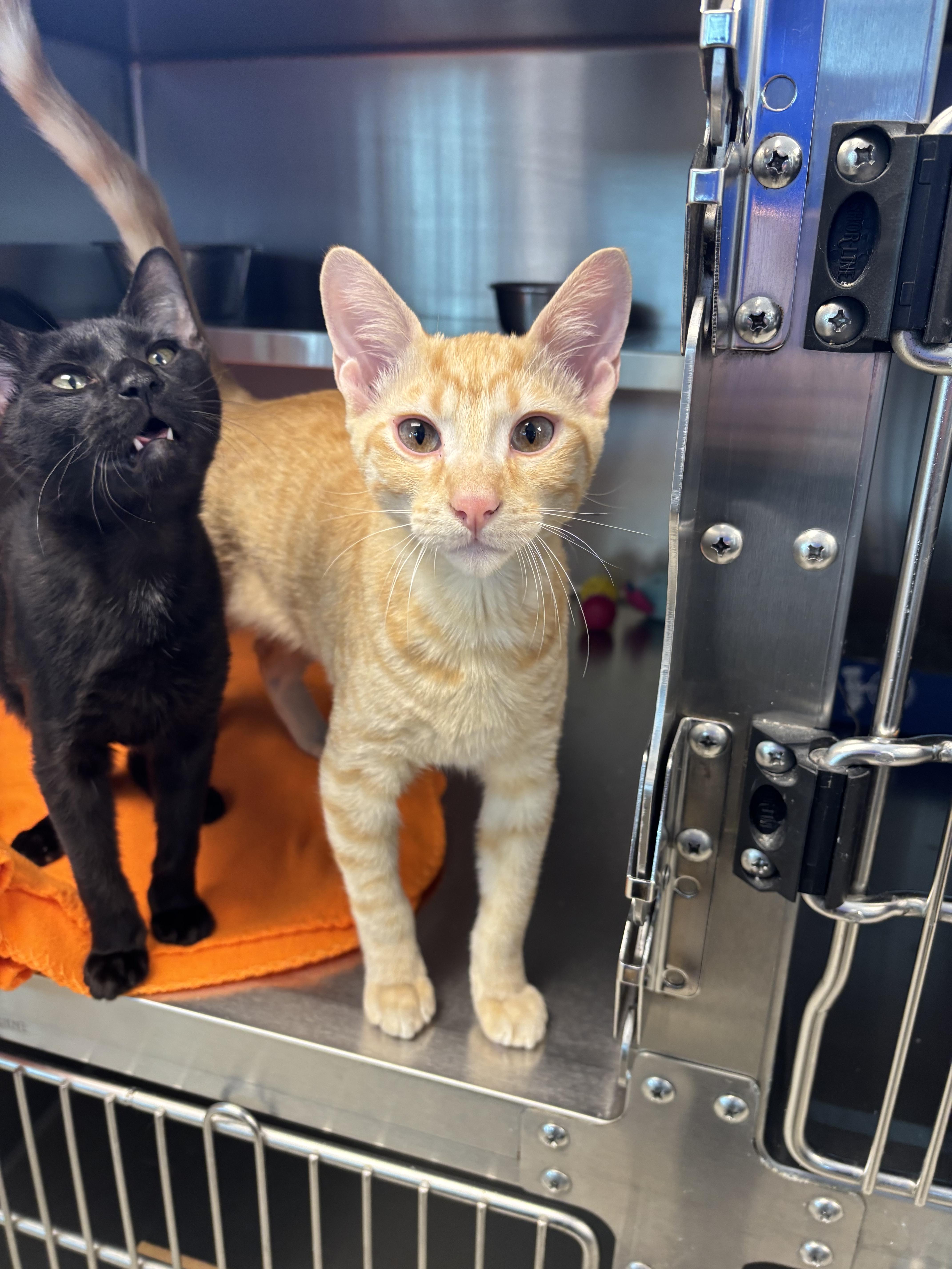 Enlarge Brennan, a ADOPTABLE Domestic Short Hair in Liberty, MO image 1/6