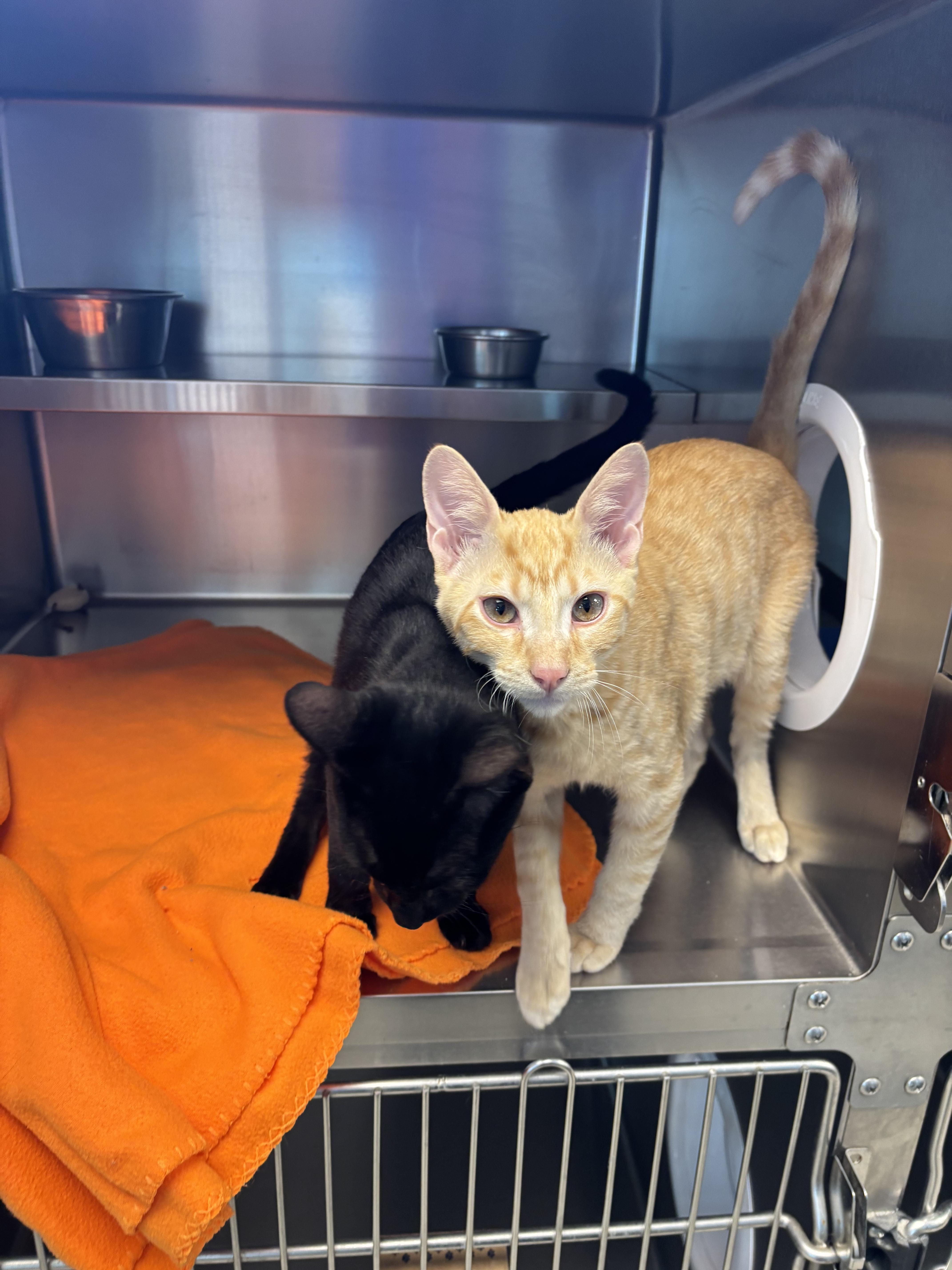 Enlarge Brennan, a ADOPTABLE Domestic Short Hair in Liberty, MO image 2/6