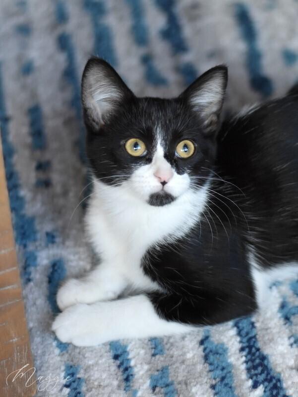 Maggie (The Tarkington Litter), a Adopted mixed breed in Brewster , NY image 1/6