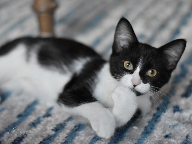 Maggie (The Tarkington Litter), a Adopted mixed breed in Brewster , NY image 2/6