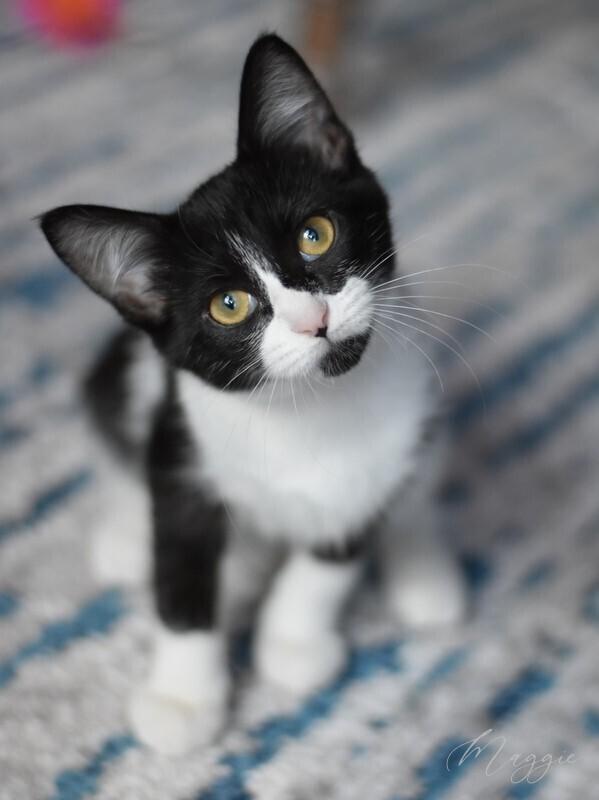 Maggie (The Tarkington Litter), a Adopted mixed breed in Brewster , NY image 3/6