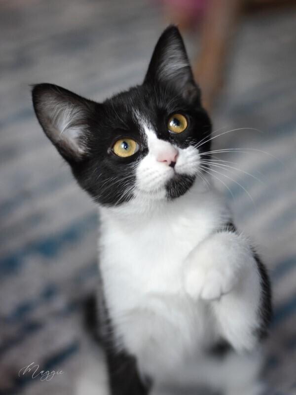 Maggie (The Tarkington Litter), a Adopted mixed breed in Brewster , NY image 4/6