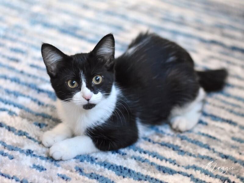 Maggie (The Tarkington Litter), a Adopted mixed breed in Brewster , NY image 5/6