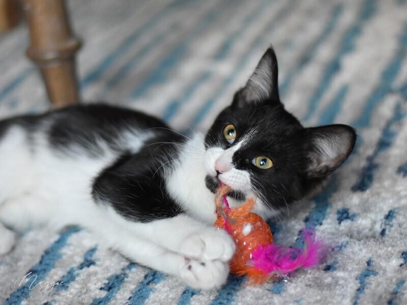 Maggie (The Tarkington Litter), a Adopted mixed breed in Brewster , NY image 6/6