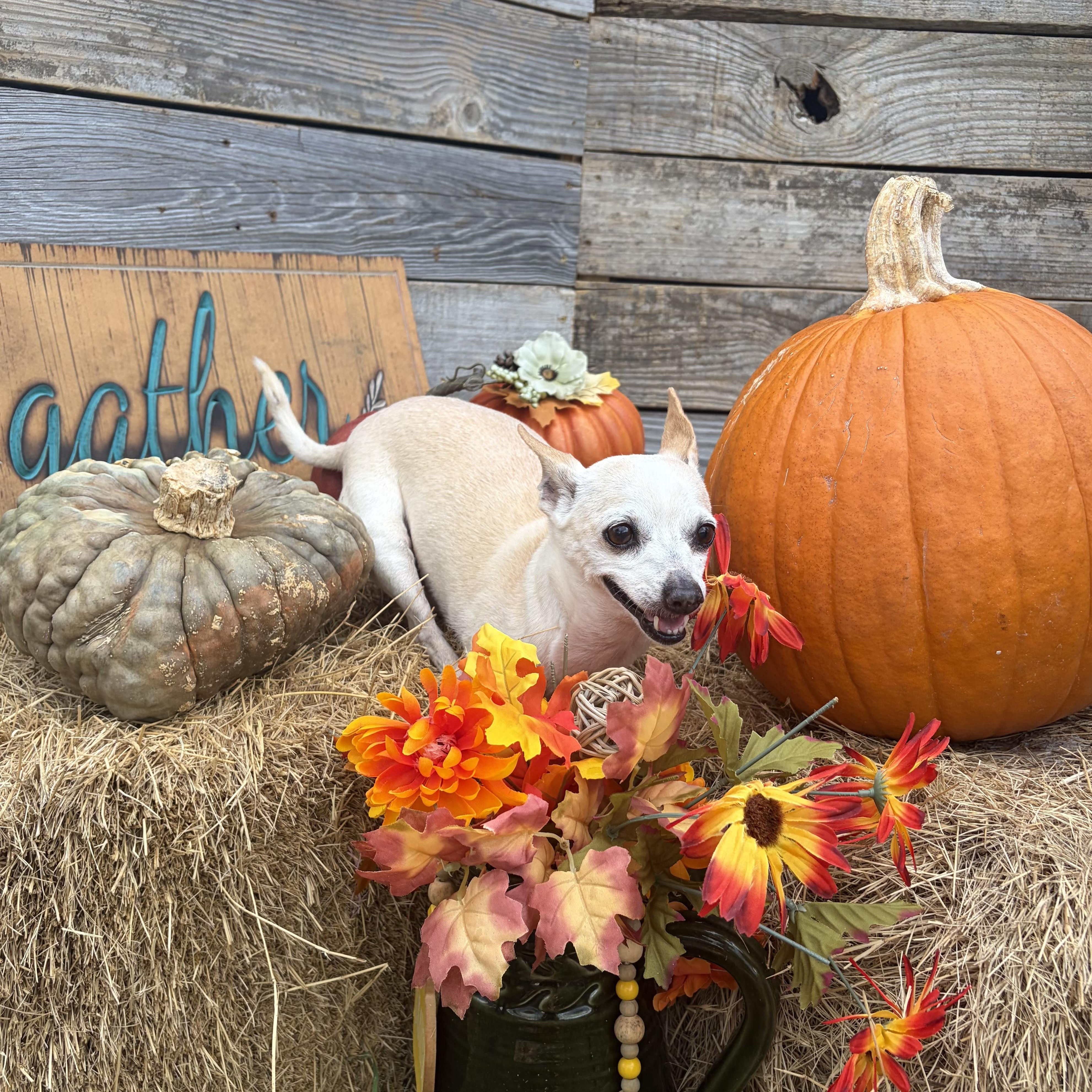 Enlarge Lance, a Adoptable Chihuahua in Buffalo, NY image 4/6