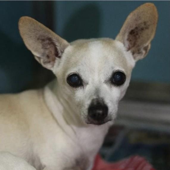Enlarge Lance, a Adoptable Chihuahua in Buffalo, NY image 6/6