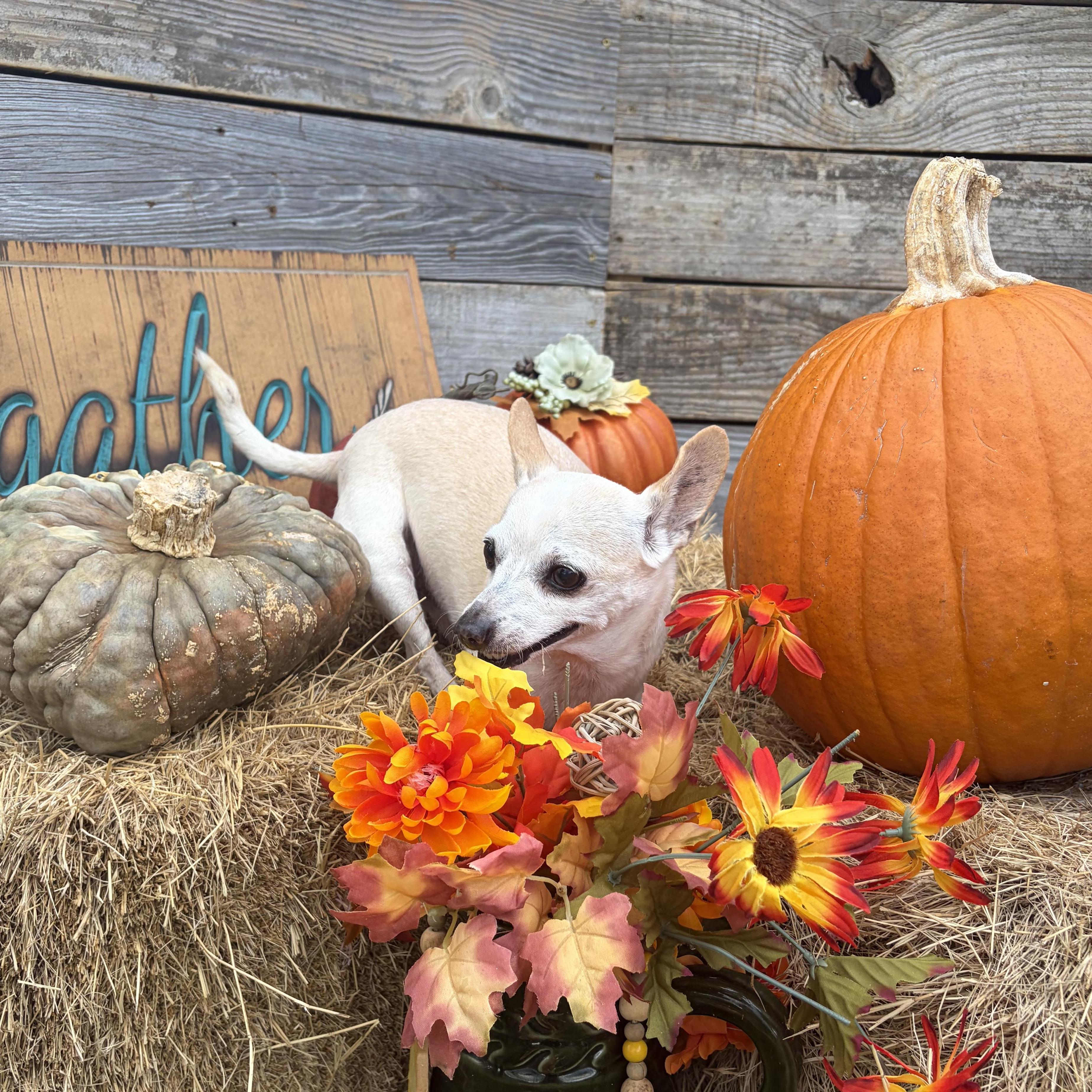 Enlarge Lance, a Adoptable Chihuahua in Buffalo, NY image 5/6