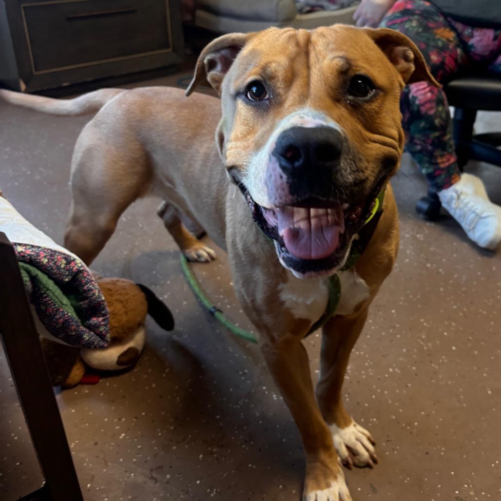 Waffles, Adoptable, Young Male Pit Bull Terrier.