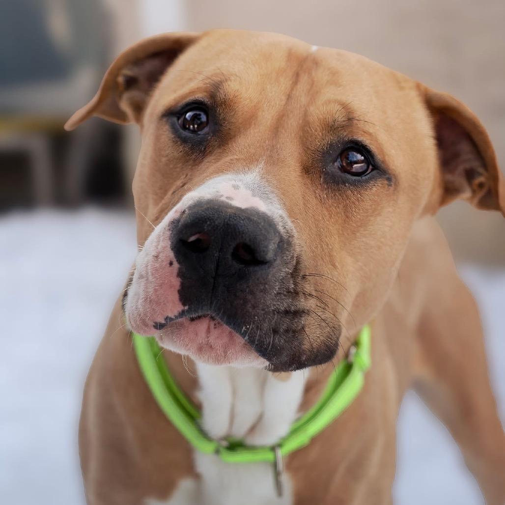 Enlarge Waffles- Sponsored Adoption Fee, a Adoptable Pit Bull Terrier in Belleville, IL image 2/6