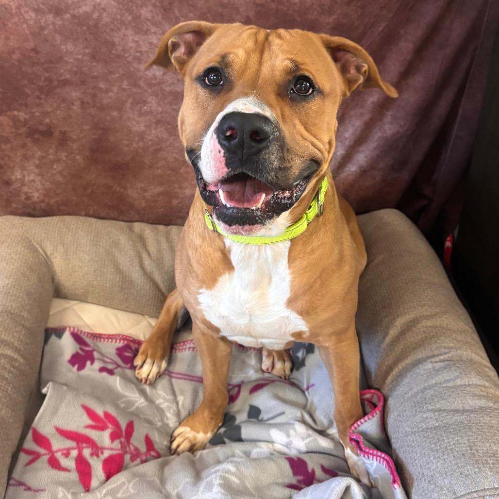 Enlarge Waffles, a Adoptable Pit Bull Terrier in Belleville, IL image 2/5