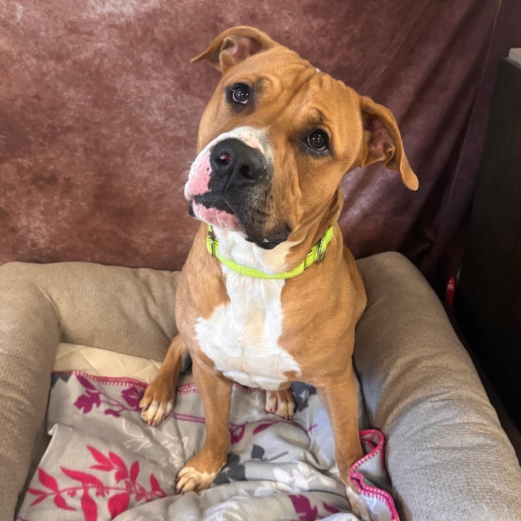 Enlarge Waffles, a Adoptable Pit Bull Terrier in Belleville, IL image 3/5