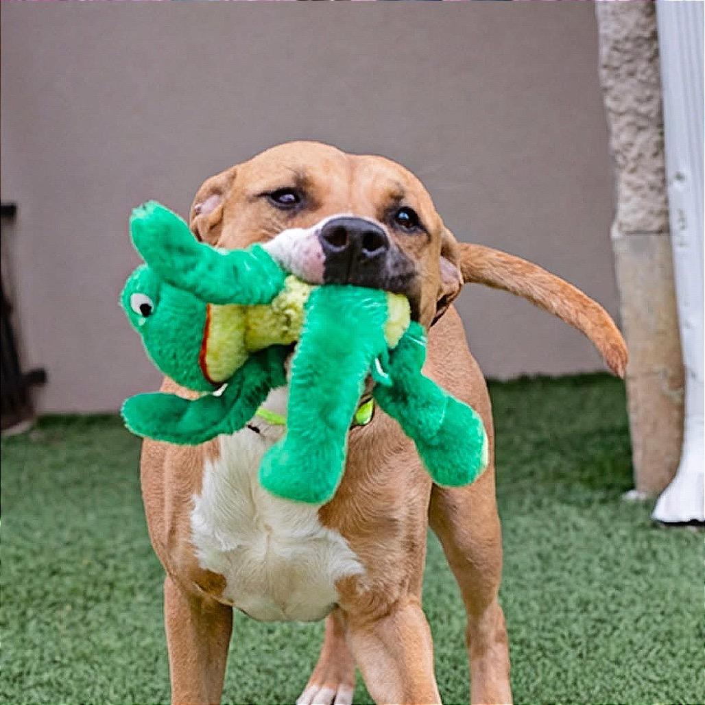 Enlarge Waffles, a Adoptable Pit Bull Terrier in Belleville, IL image 4/6