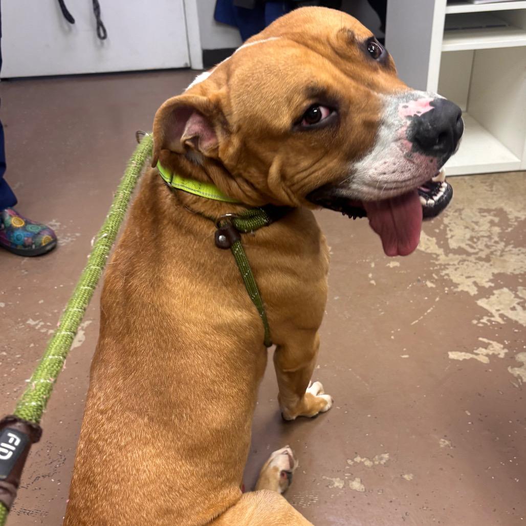 Enlarge Waffles, a Adoptable Pit Bull Terrier in Belleville, IL image 5/5