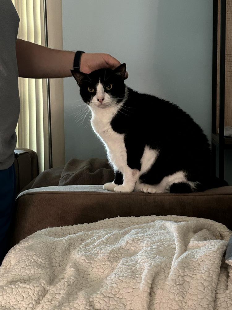 Enlarge Kenny, a Adoptable Domestic Short Hair in Orlando, FL image 1/5