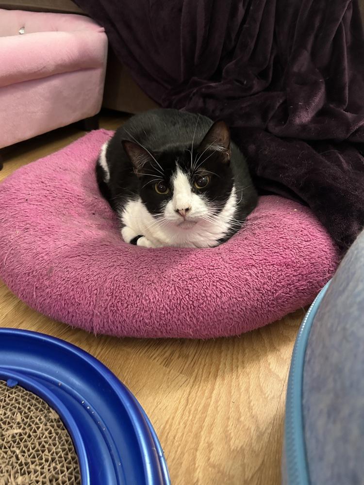 Enlarge Kenny, a Adoptable Domestic Short Hair in Orlando, FL image 2/5