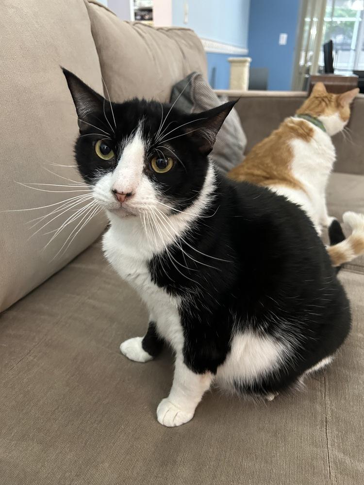 Enlarge Kenny, a Adoptable Domestic Short Hair in Orlando, FL image 4/5