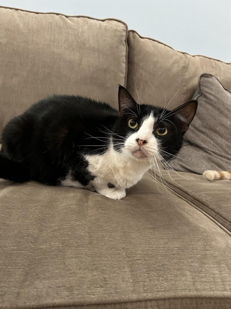 Enlarge Kenny, a Adoptable Domestic Short Hair in Orlando, FL image 5/5