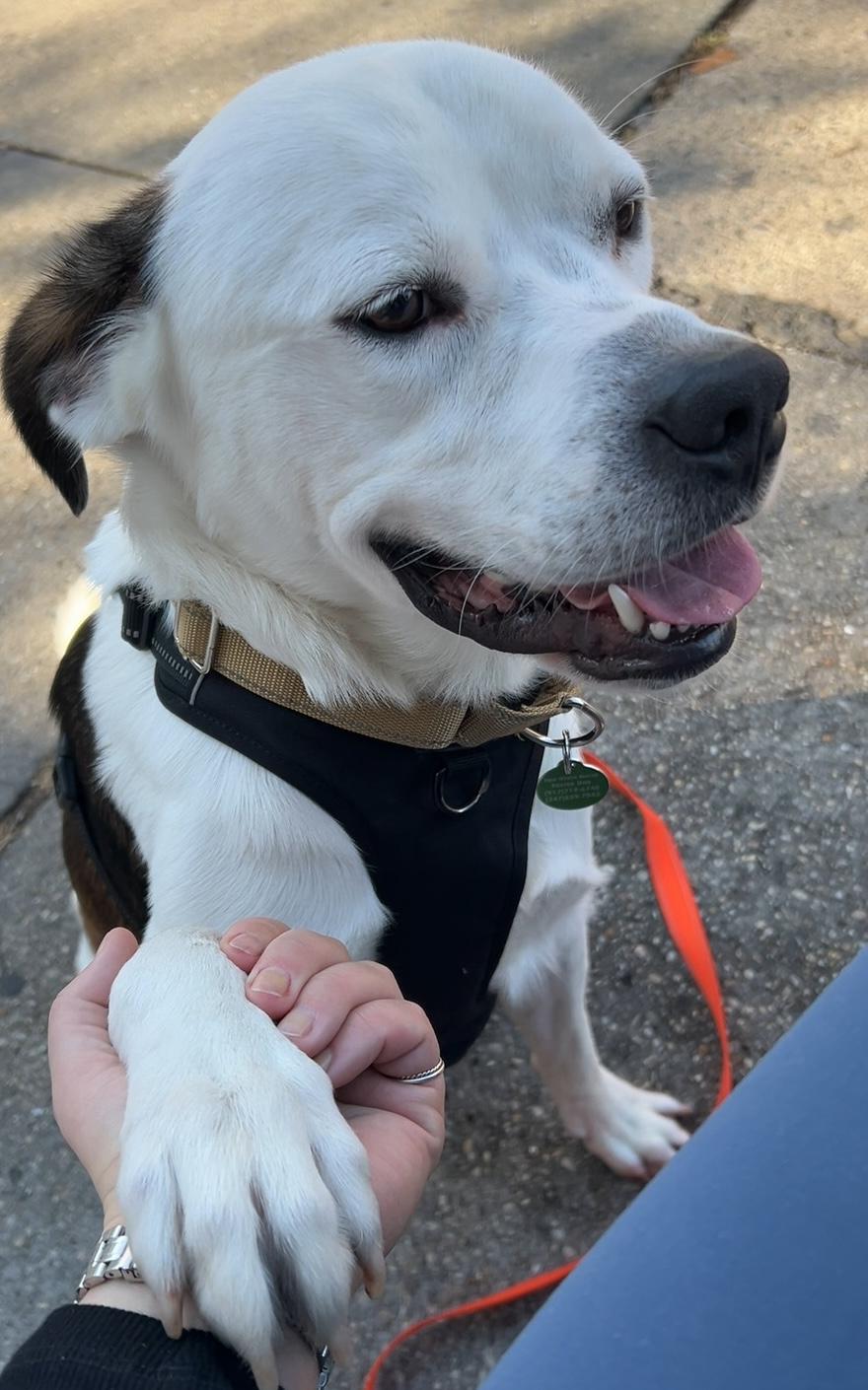 Enlarge James, a Adoptable mixed breed in Brooklyn, NY image 6/6