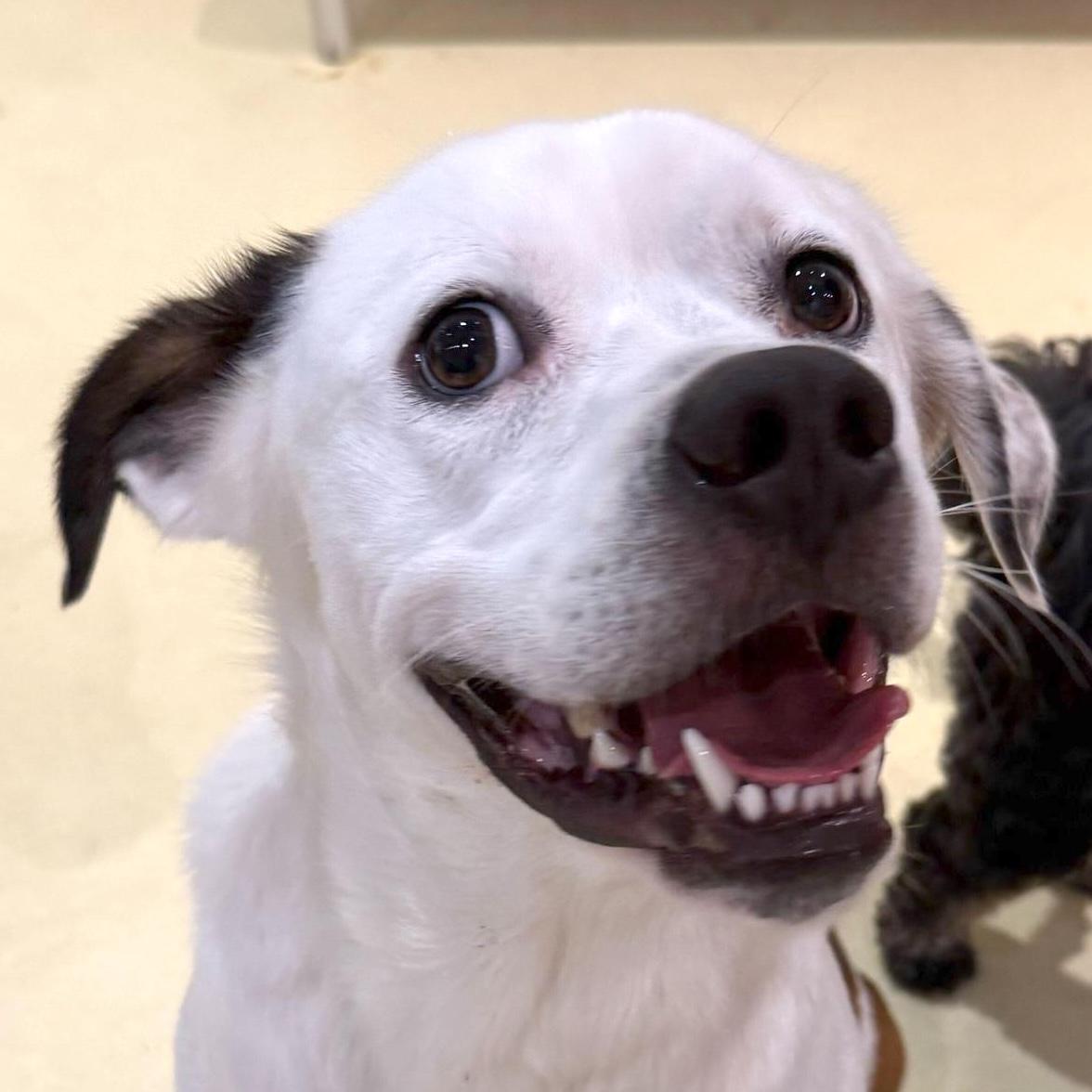 Enlarge James, a Adoptable mixed breed in Brooklyn, NY image 1/6