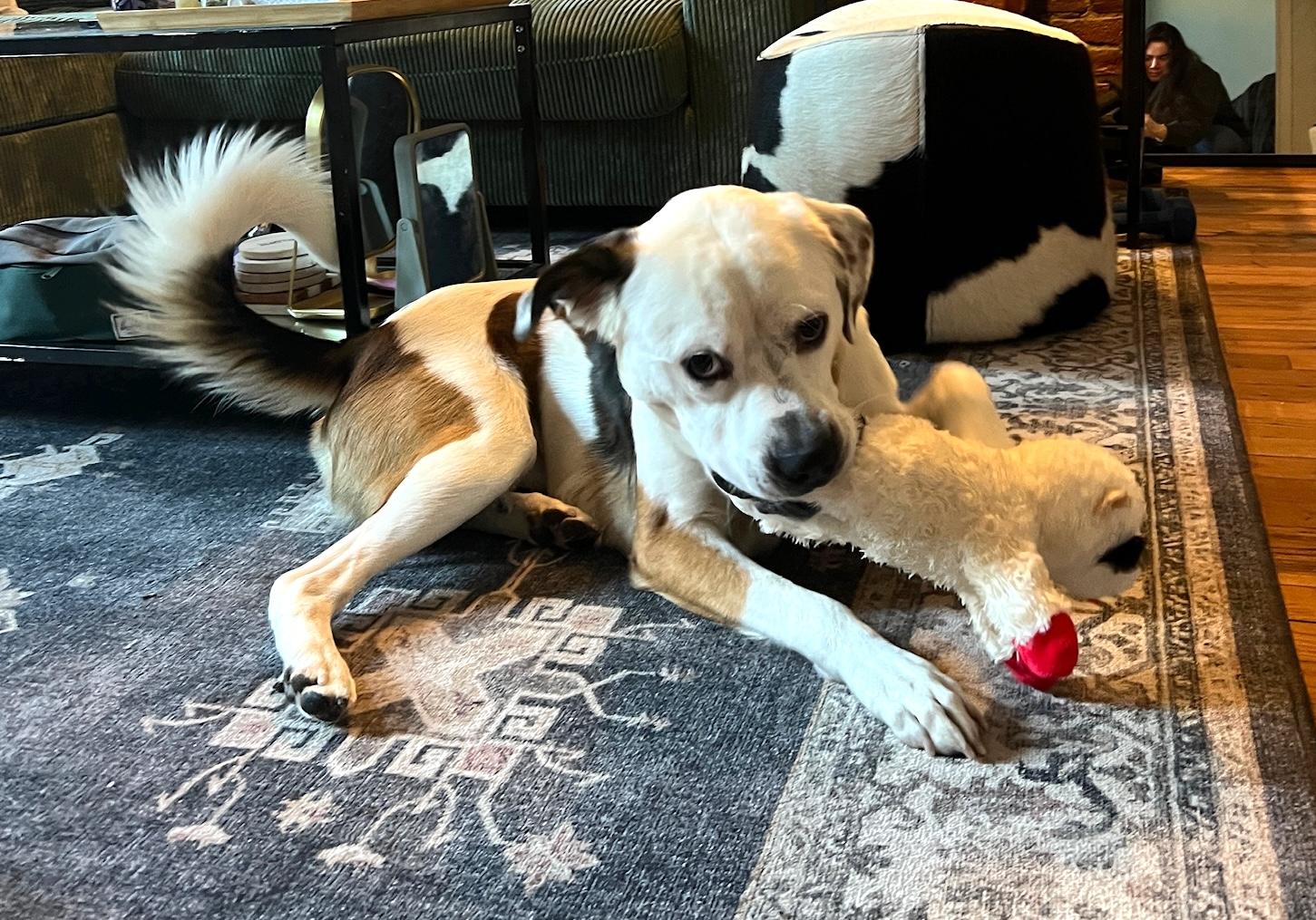 Enlarge James, a Adoptable mixed breed in Brooklyn, NY image 3/6