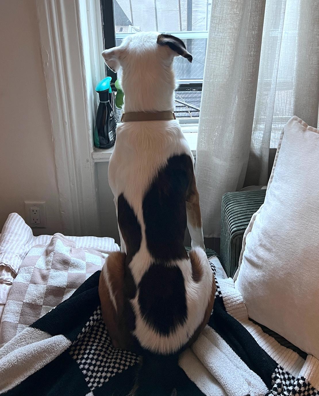 Enlarge James, a Adoptable mixed breed in Brooklyn, NY image 2/6