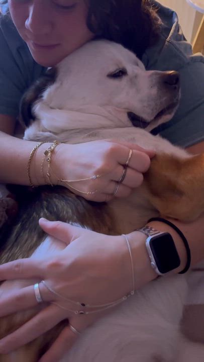 Enlarge James, a Adoptable mixed breed in Brooklyn, NY video 5/6