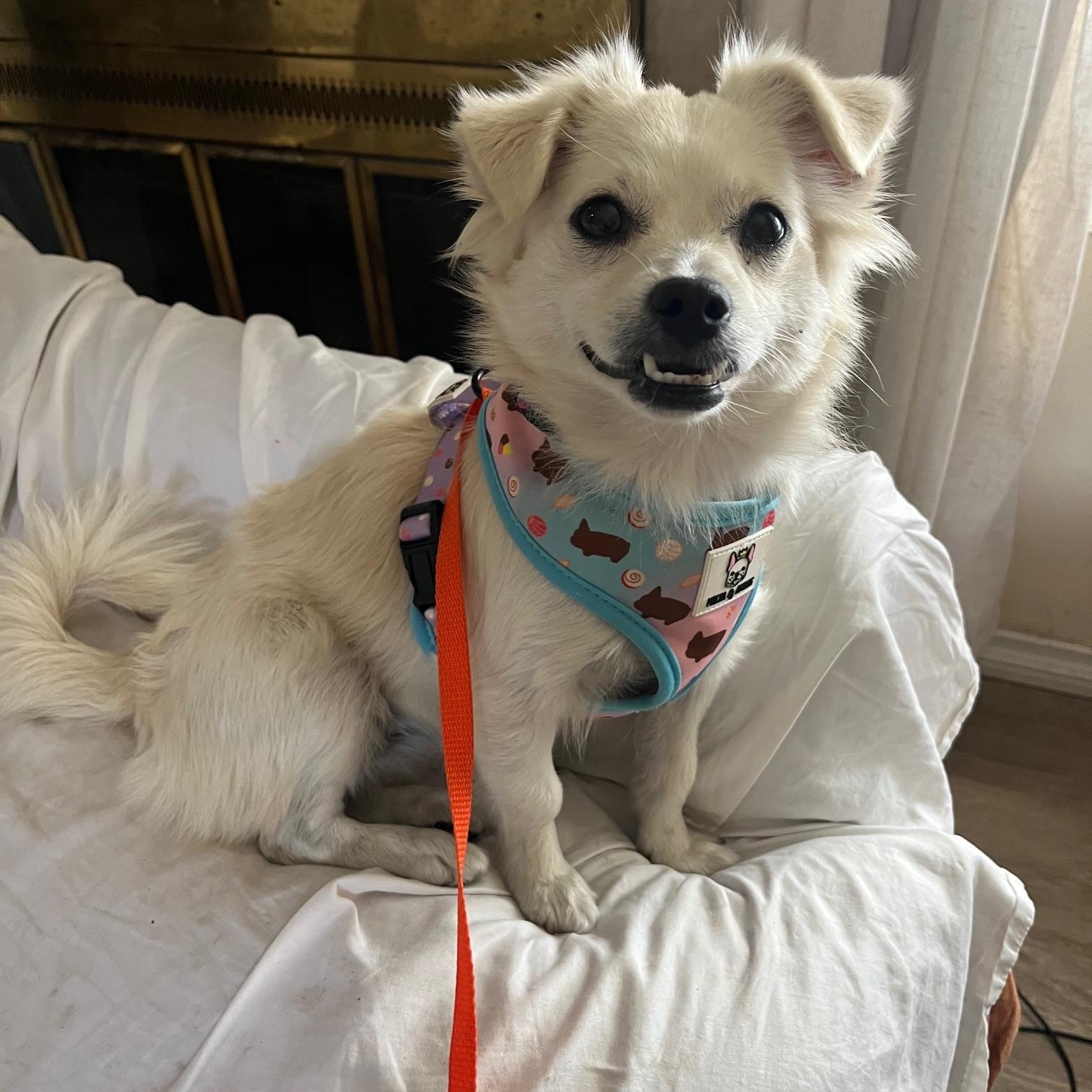 Enlarge Suki, a Adopted mixed breed in Gardena, CA image 5/6