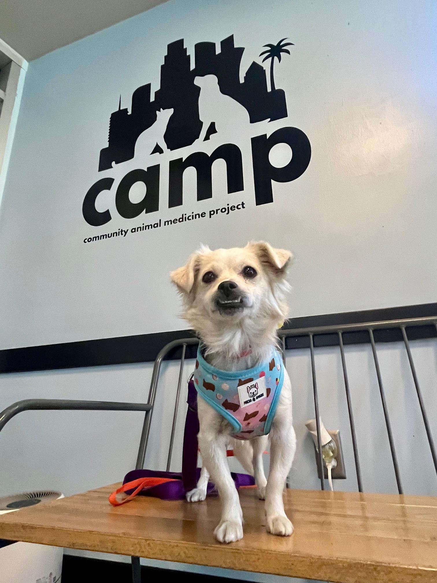 Enlarge Suki, a Adopted mixed breed in Gardena, CA image 3/6