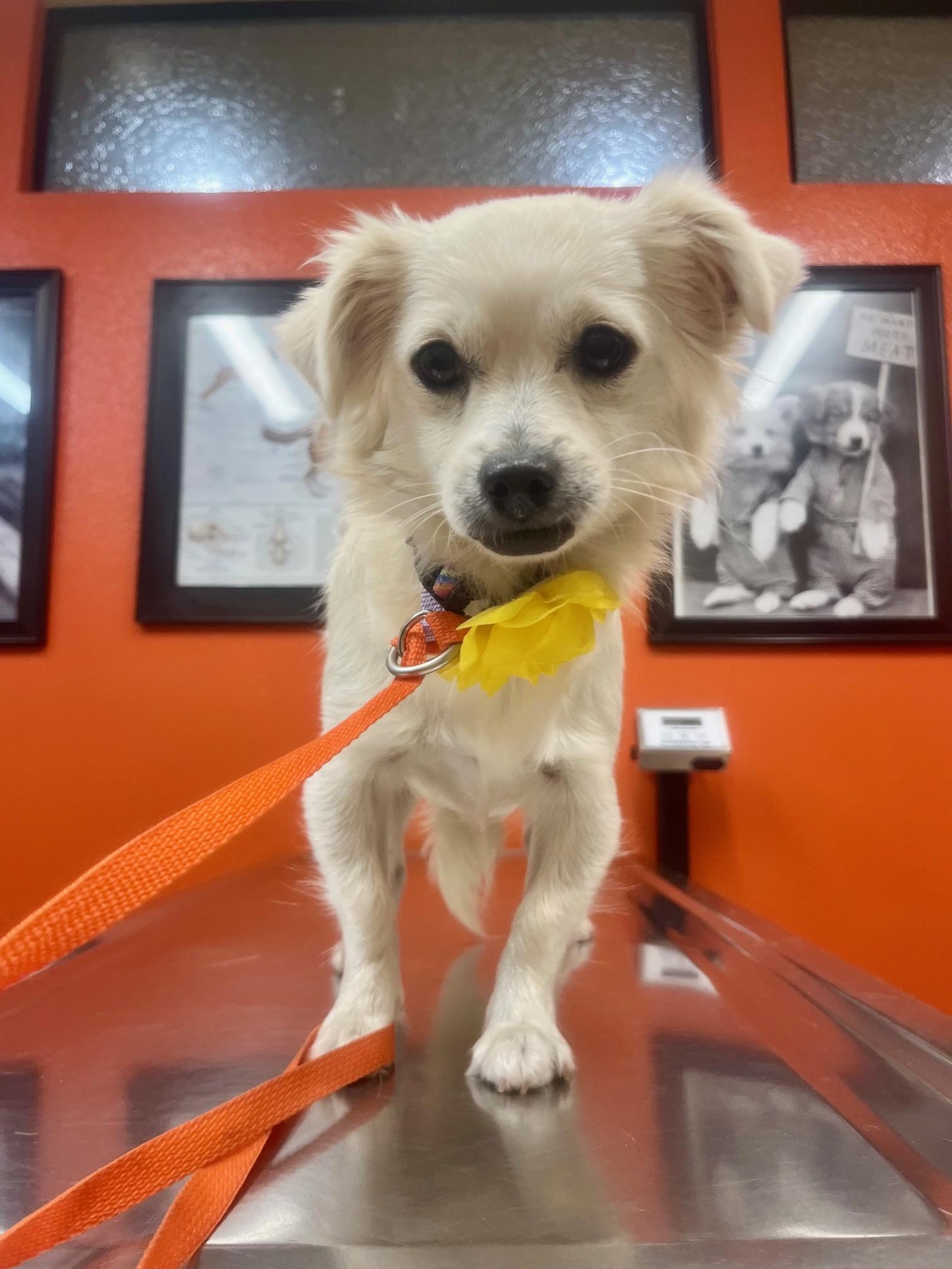 Enlarge Suki, a Adopted mixed breed in Gardena, CA image 4/6