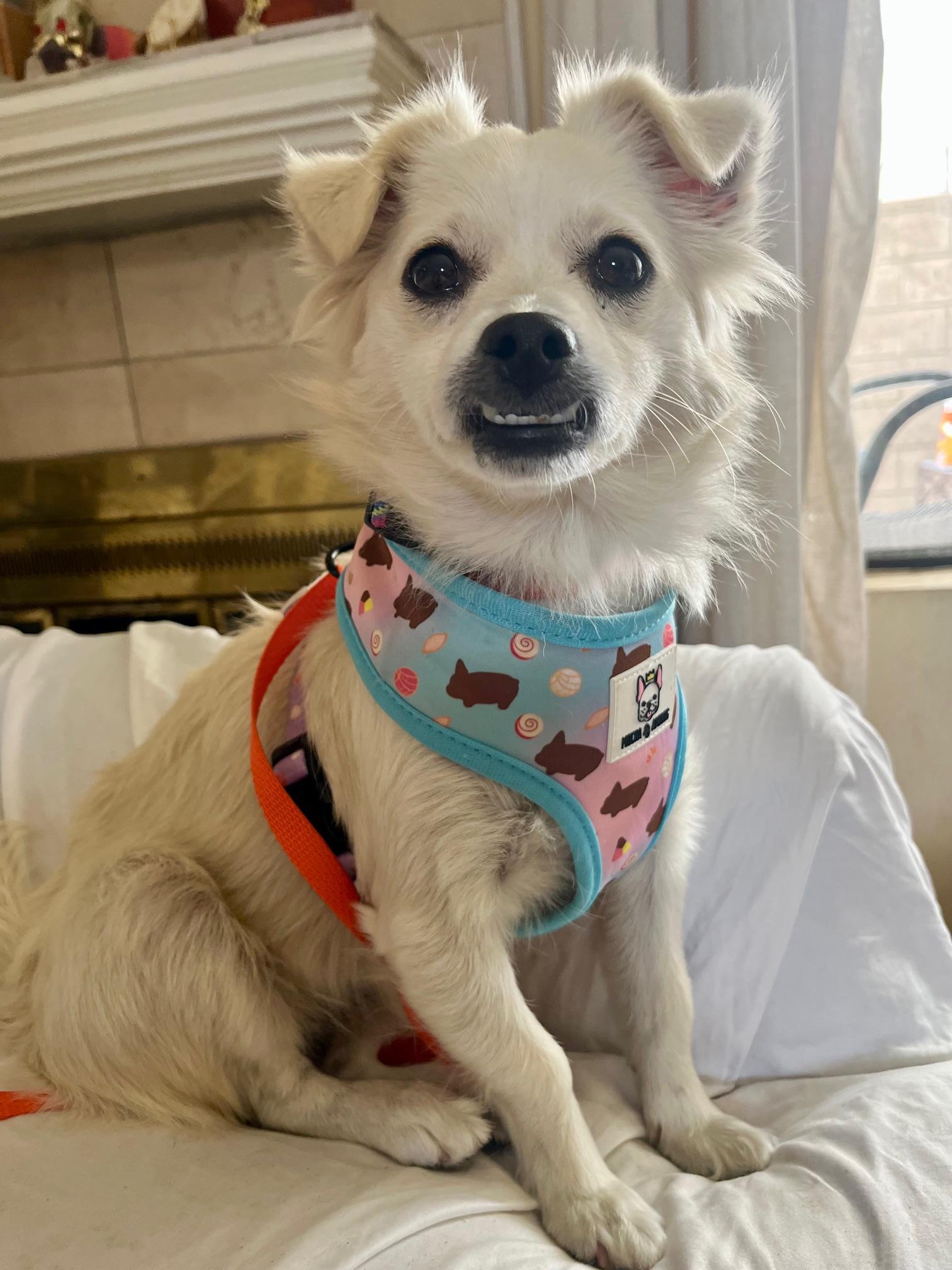 Enlarge Suki, a Adopted mixed breed in Gardena, CA image 2/6