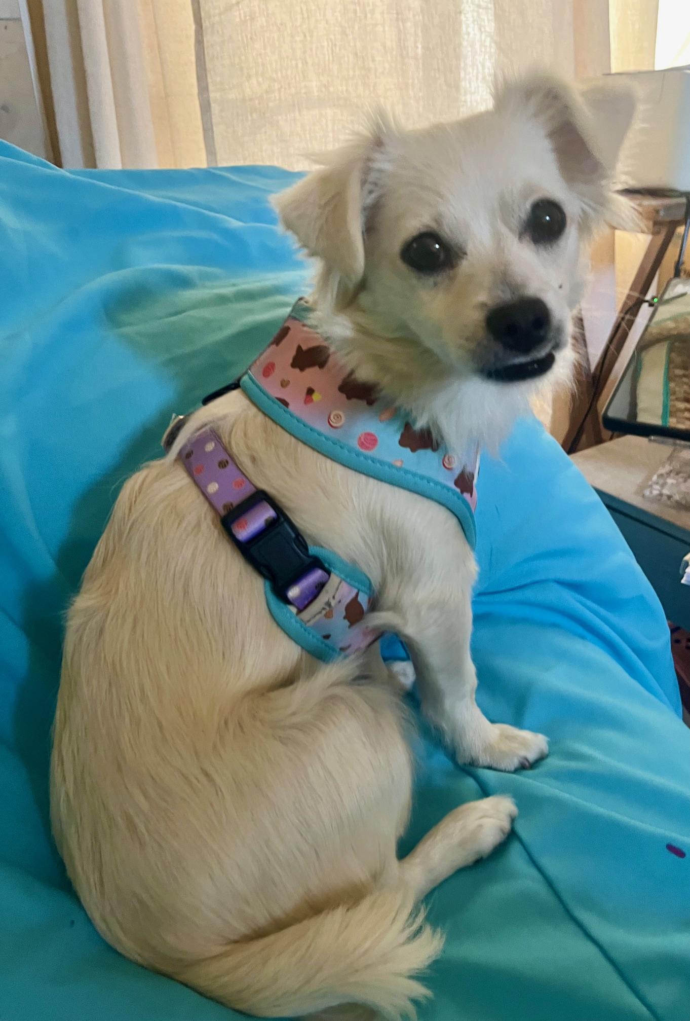 Enlarge Suki, a Adopted mixed breed in Gardena, CA image 6/6