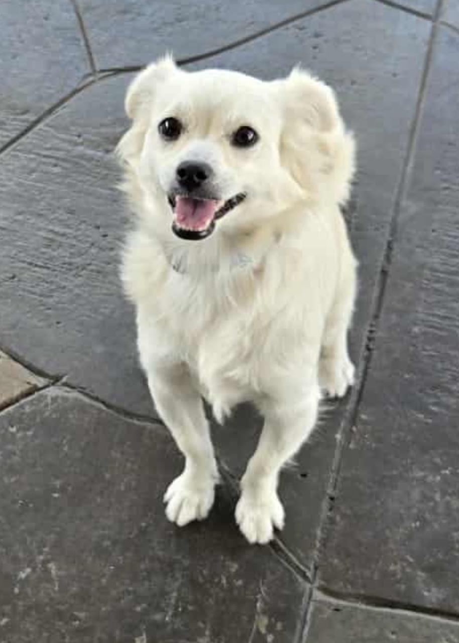 Enlarge Suki, a Adopted mixed breed in Gardena, CA image 1/6