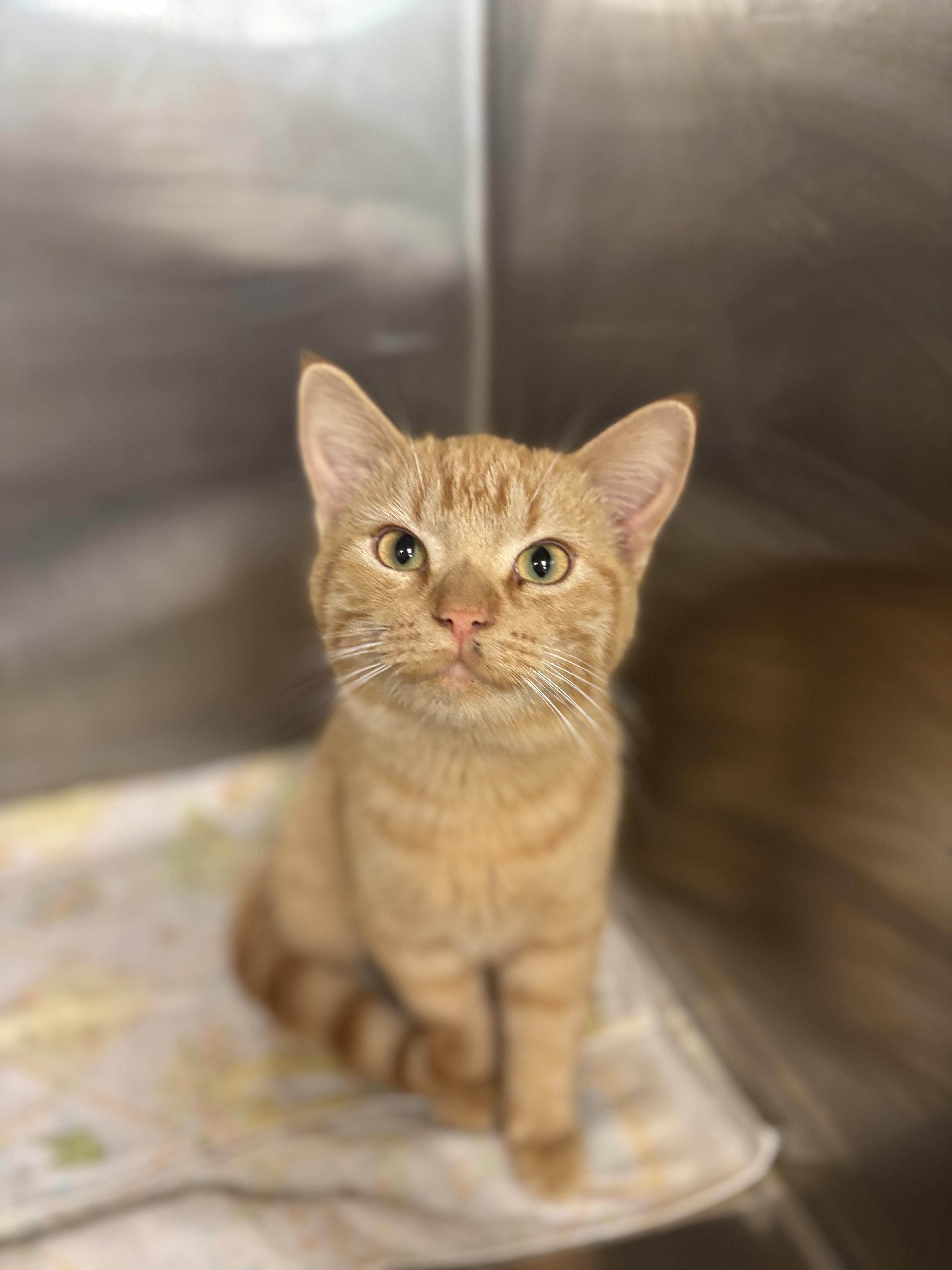 Pumpkin, adopted, Young Male Domestic Short Hair.
