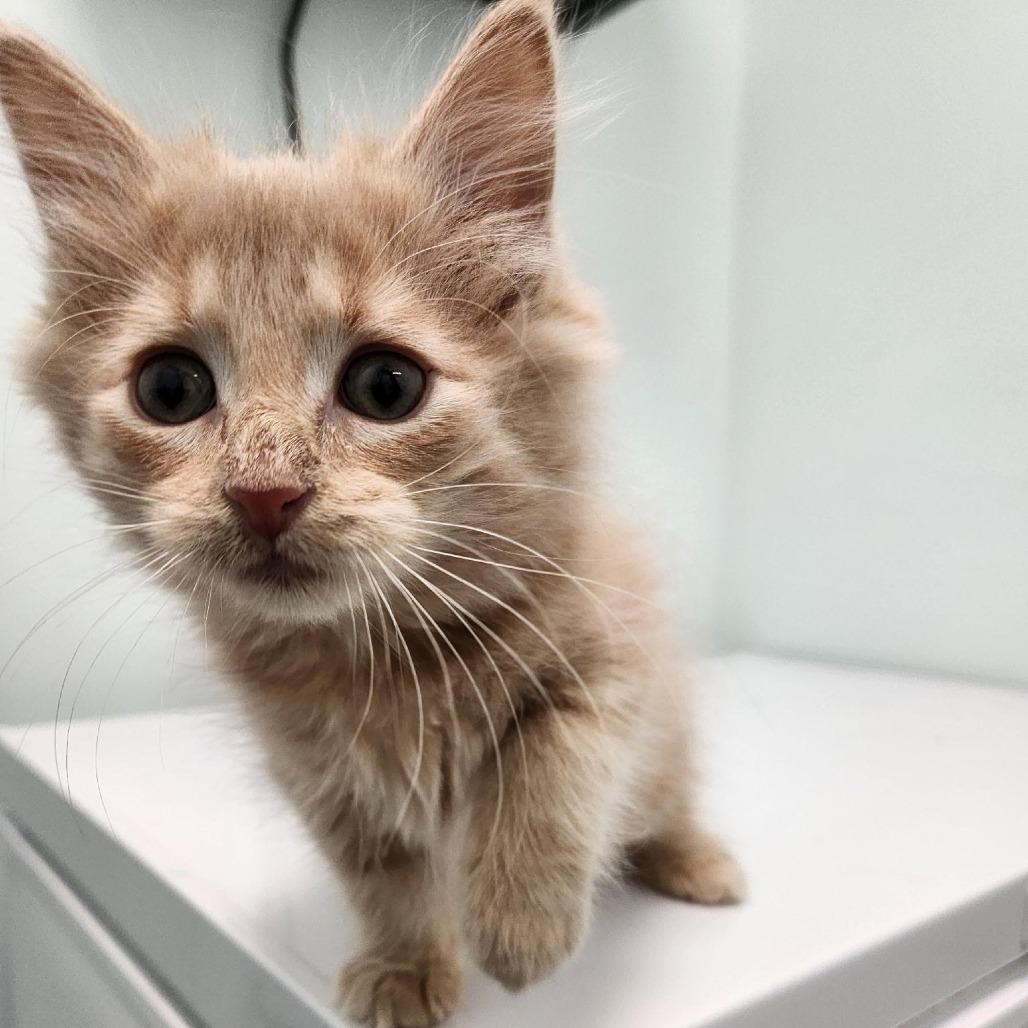 Enlarge Beef Stroganoff, a Adoptable Domestic Medium Hair in Saskatoon, SK image 1/6