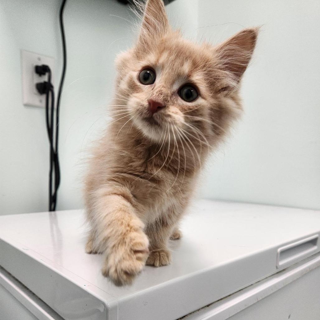 Enlarge Beef Stroganoff, a Adoptable Domestic Medium Hair in Saskatoon, SK image 2/6