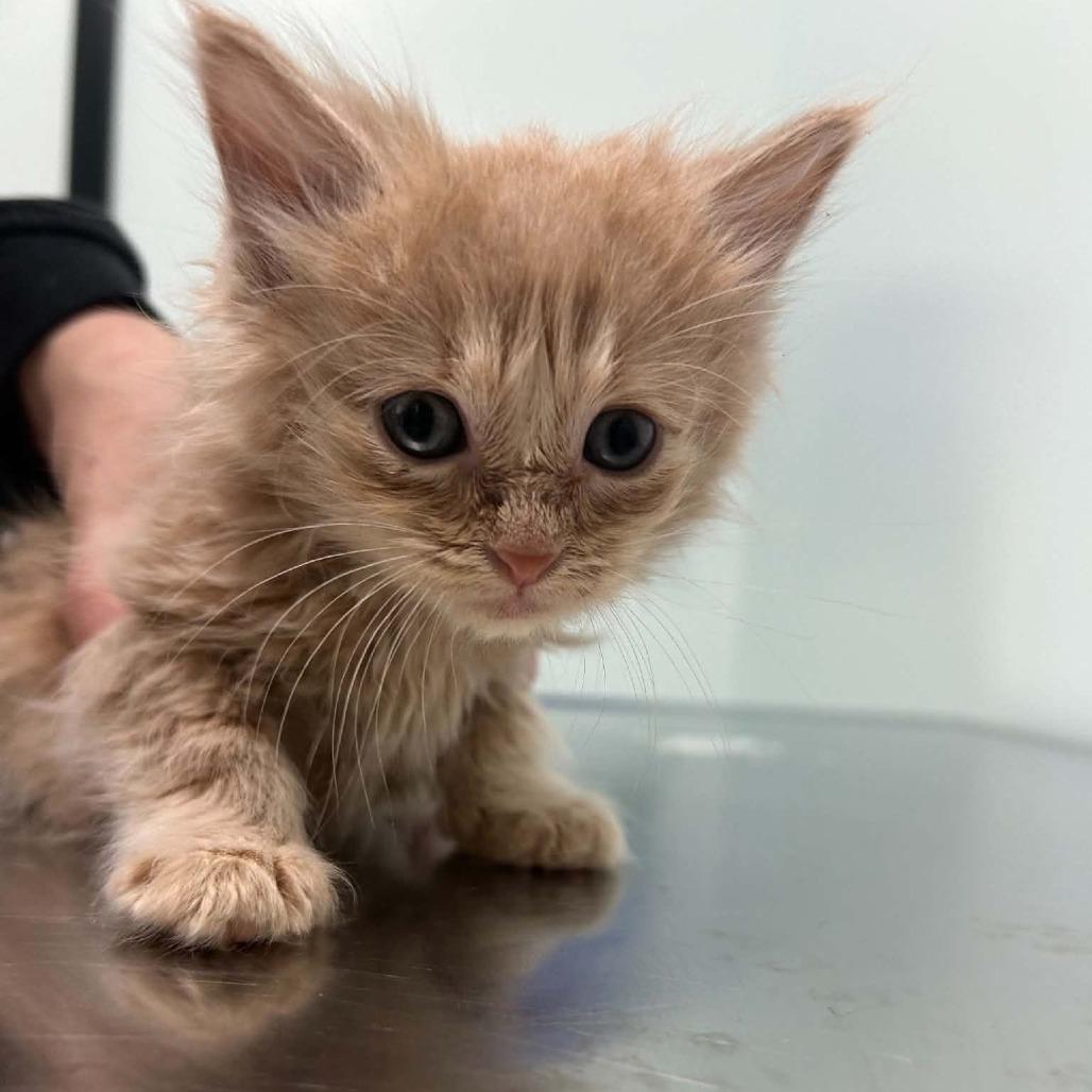 Enlarge Beef Stroganoff, a Adoptable Domestic Medium Hair in Saskatoon, SK image 3/6