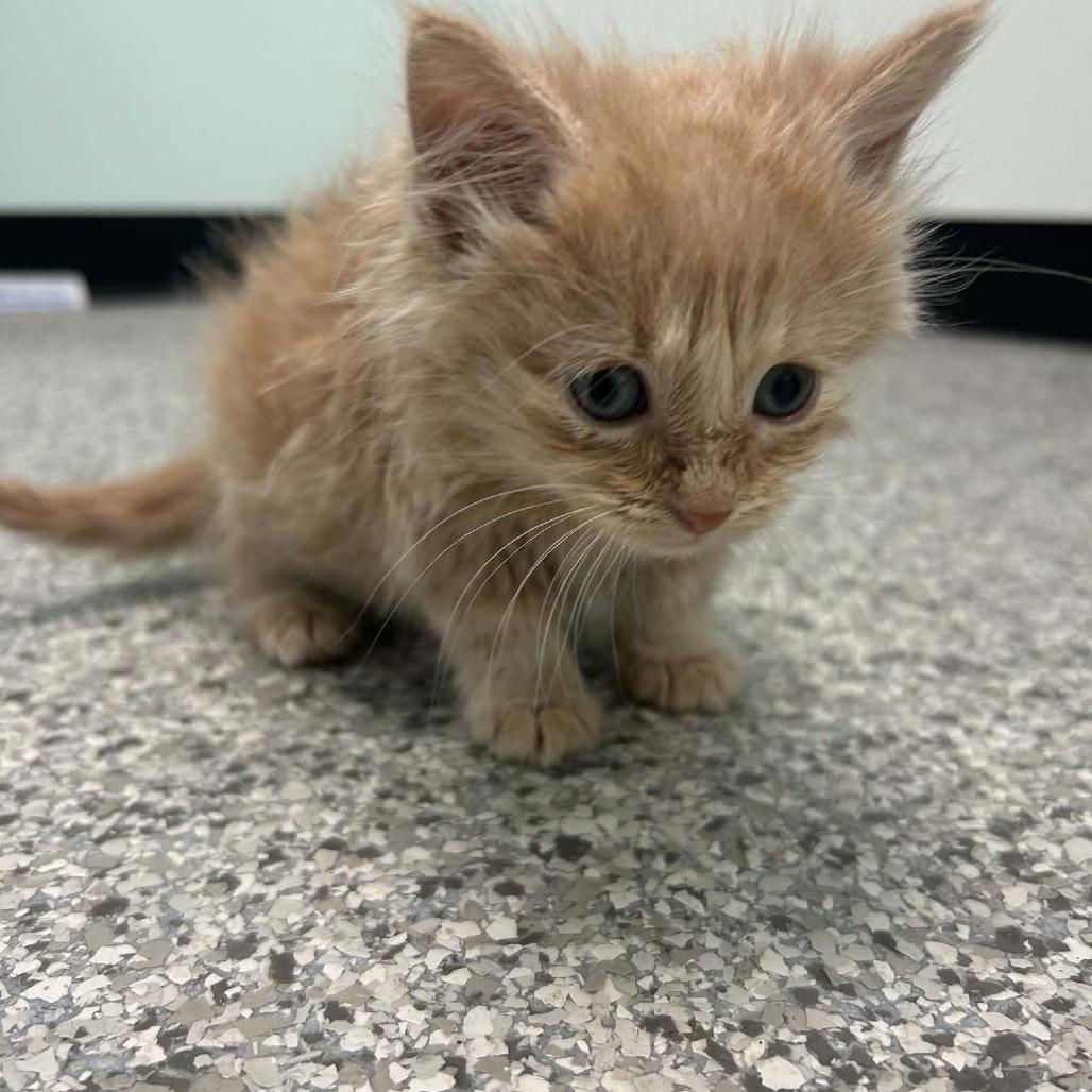 Enlarge Beef Stroganoff, a Adoptable Domestic Medium Hair in Saskatoon, SK image 4/6