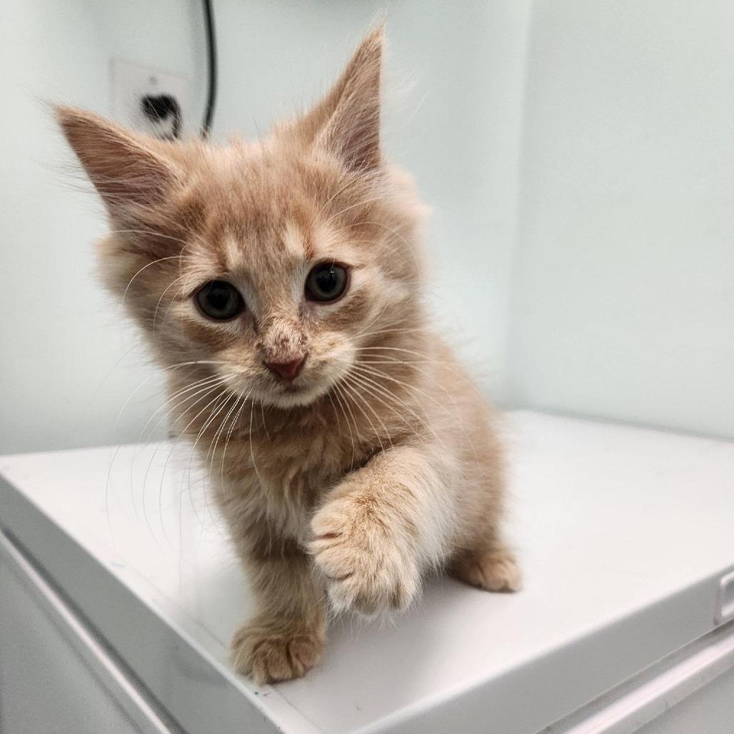 Enlarge Beef Stroganoff, a Adoptable Domestic Medium Hair in Saskatoon, SK image 5/6