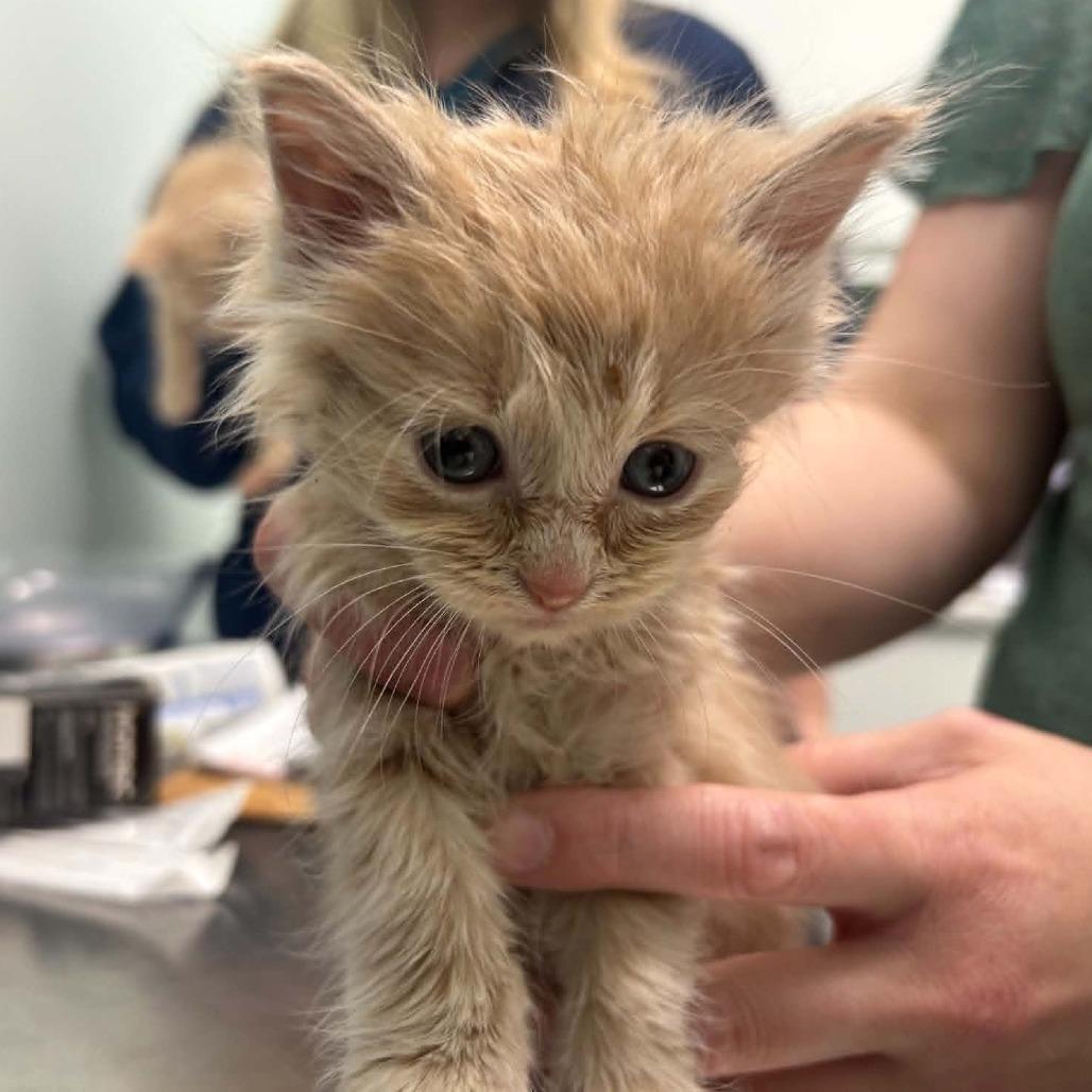 Enlarge Beef Stroganoff, a Adoptable Domestic Medium Hair in Saskatoon, SK image 6/6