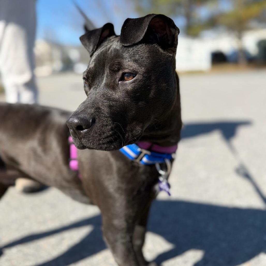 Drift, Adoptable, Young Male Mixed Breed.