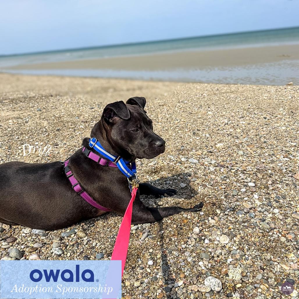 Drift, Adoptable, Young Male Mixed Breed.