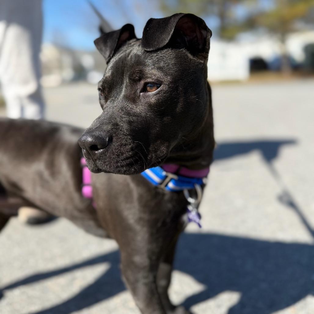 Enlarge Drift, a Adoptable Mixed Breed in Hopkinton, MA image 2/6