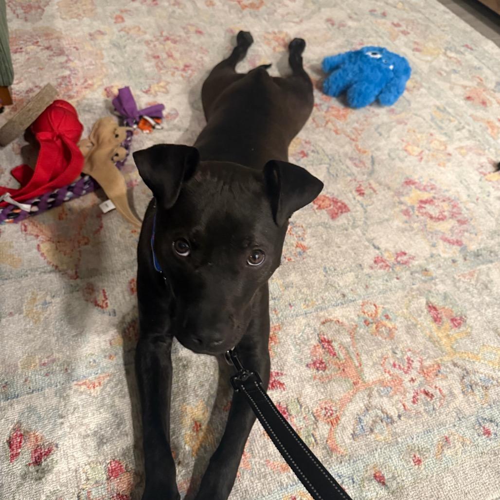 Enlarge Drift, a Adoptable Mixed Breed in Hopkinton, MA image 3/6